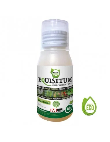 equisetum