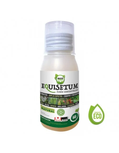 equisetum