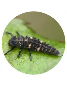 HIPPODAMIA