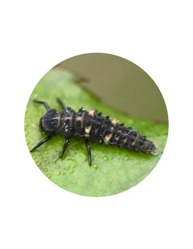 HIPPODAMIA