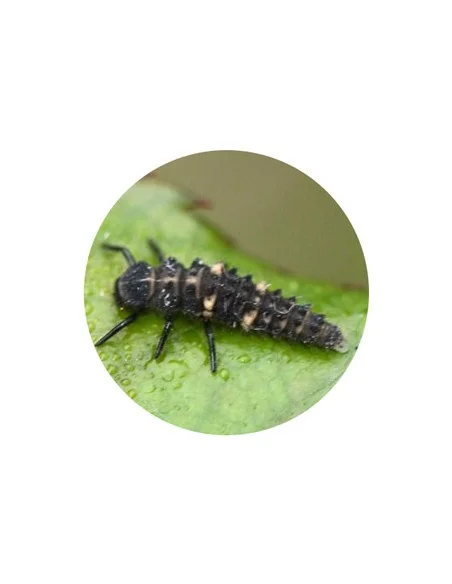 HIPPODAMIA
