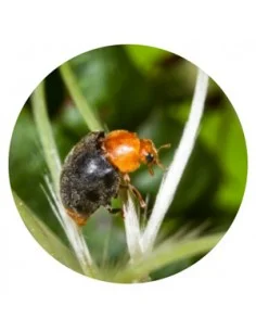 CRYPTOLAEMUS