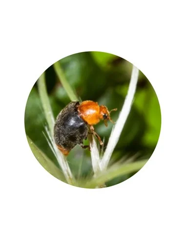 CRYPTOLAEMUS