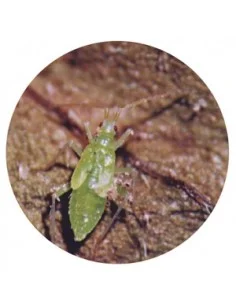 MACROLOPHUS