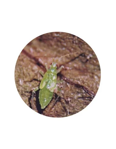 MACROLOPHUS