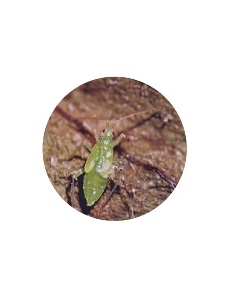 MACROLOPHUS