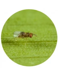 TRICHOBUXUS