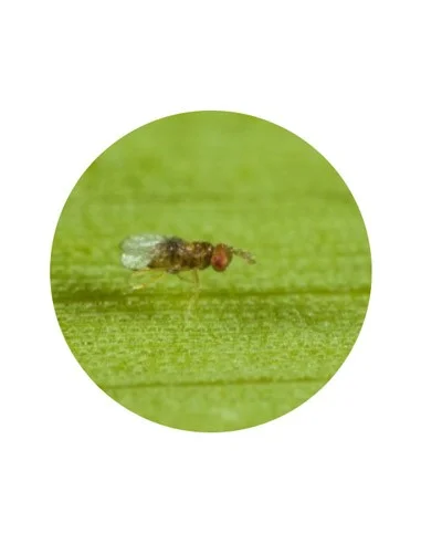 TRICHOBUXUS