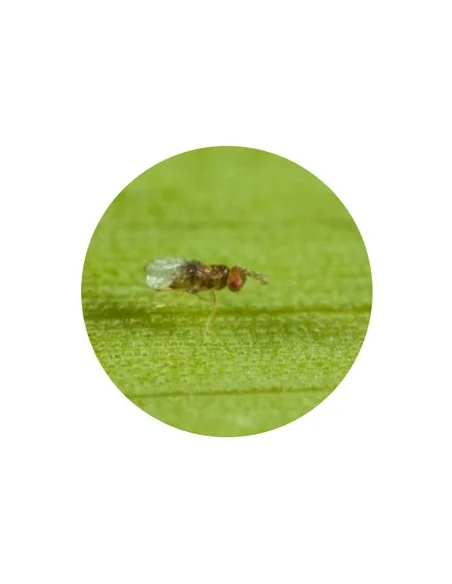 TRICHOBUXUS