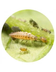 CHRYSOPERLA
