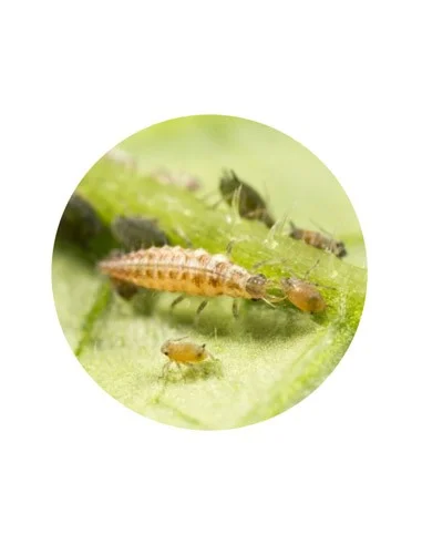 CHRYSOPERLA