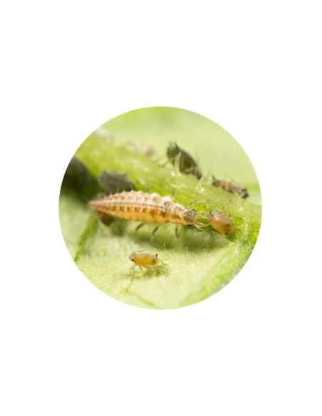 CHRYSOPERLA