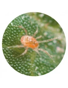 PHYTOSEIULUS