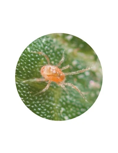 PHYTOSEIULUS