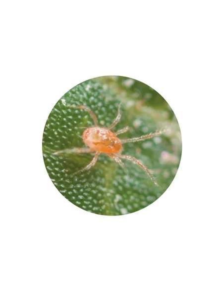 PHYTOSEIULUS