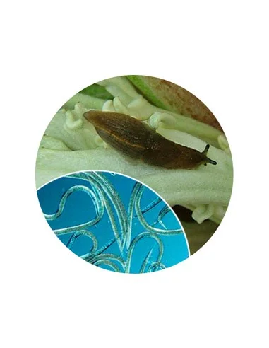 FAUNATUR BABOSAS Y CARACOLES