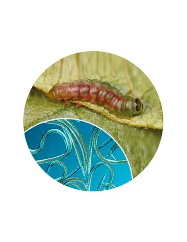 FAUNATUR ORUGAS