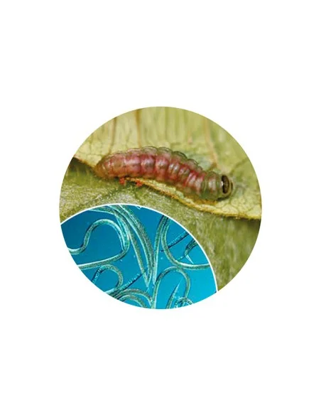 FAUNATUR ORUGAS