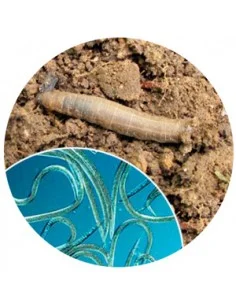 FAUNATUR TÍPULA
