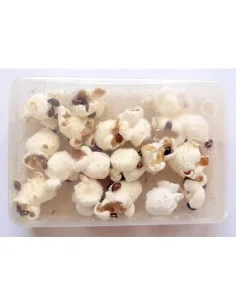 adalia adultos contra plaga de pulgones 2