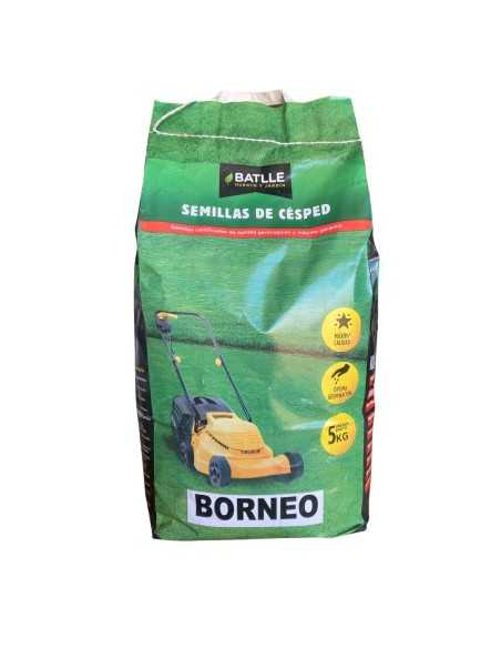 Festuca arundinacea Borneo 5 kg | Semilla para césped de jardín