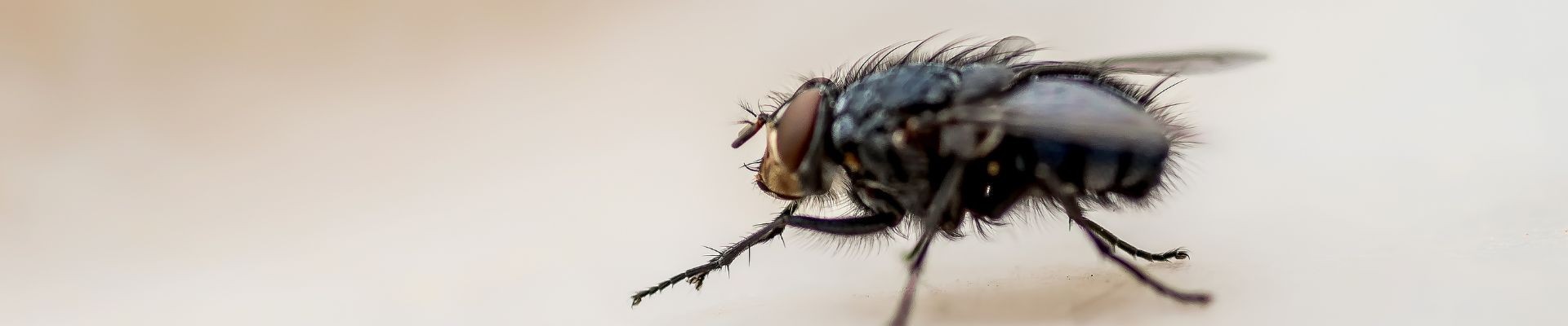 Comprar Veneno para Moscas | Insecticidas, Trampas y Cebos Eficaces