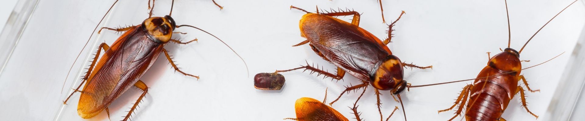 Veneno para Cucarachas | Insecticida y Mata Cucarachas