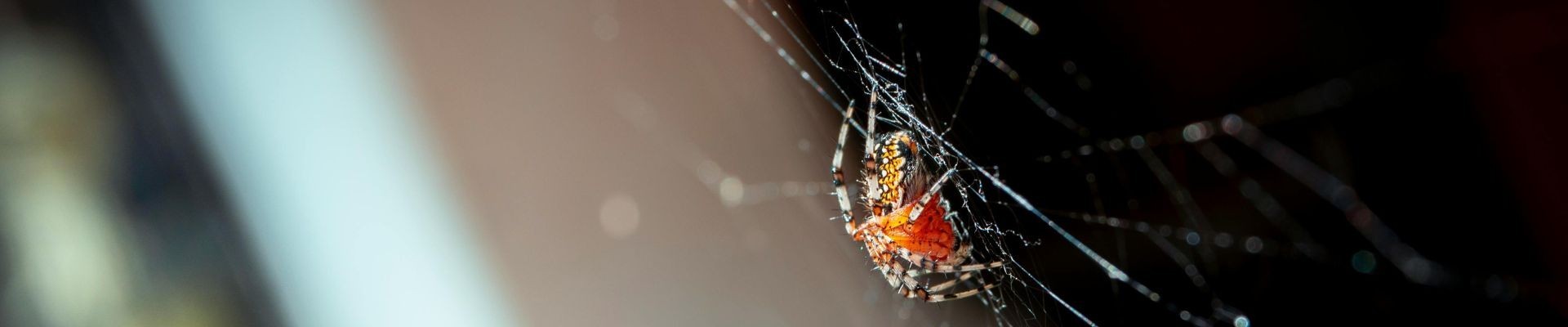 Comprar Insecticida Arañas | Elegir, Aplicar y Prevenir