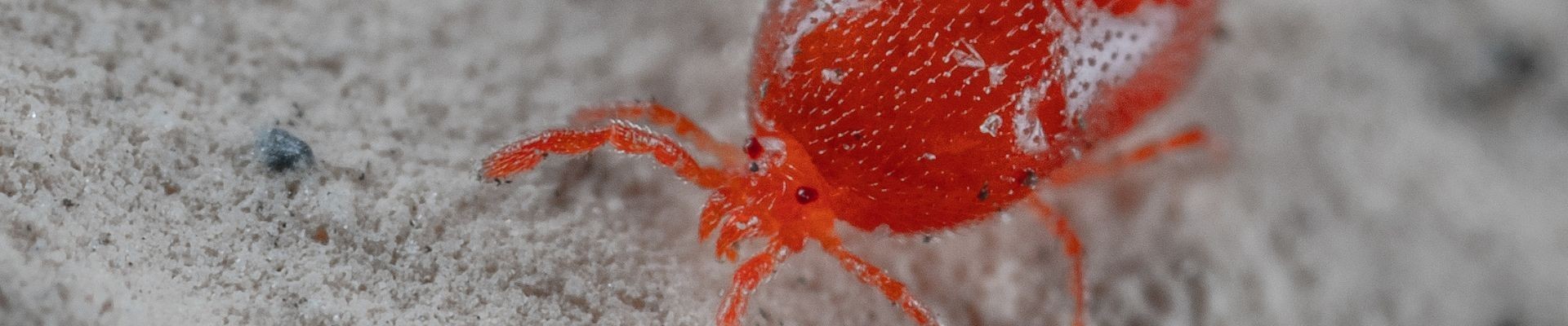 Elige el Mejor Insecticida para Araña Roja y Protege tus Cultivos
