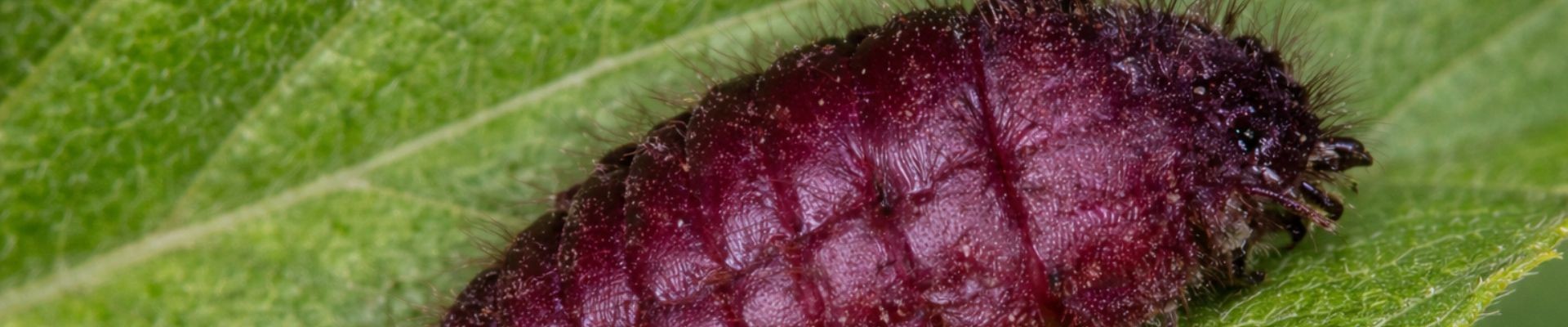 Cochinilla Insecticida | Compra Anticochinillas para Frutales y Jardín