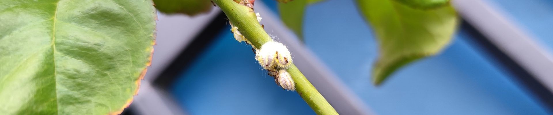 Mejor Insecticida para Cochinilla Algodonosa | Elimina la Plaga