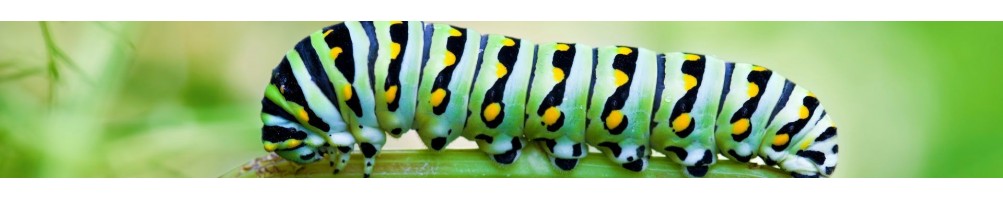 Insecticida para Orugas y Antiorugas Efectivos