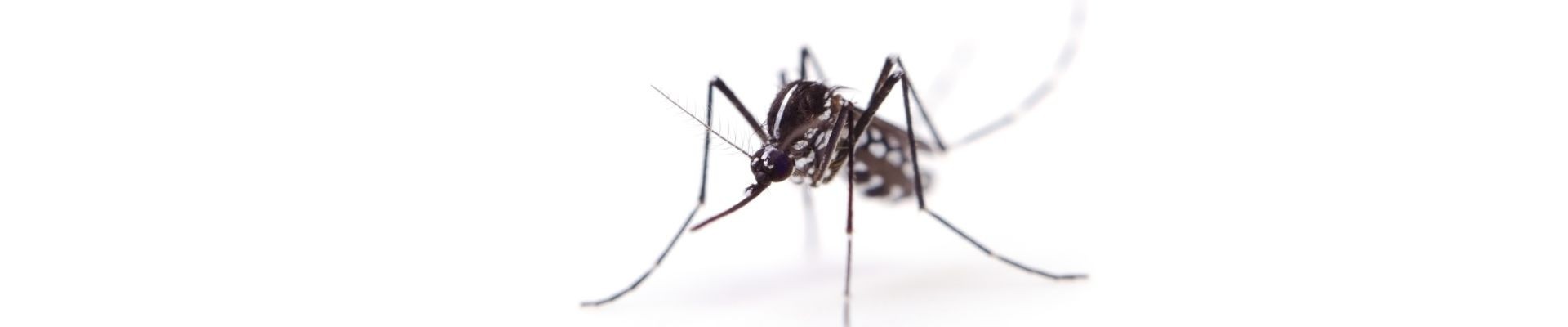 Repelente e Insecticida Mosquito Tigre | Control y Eliminación