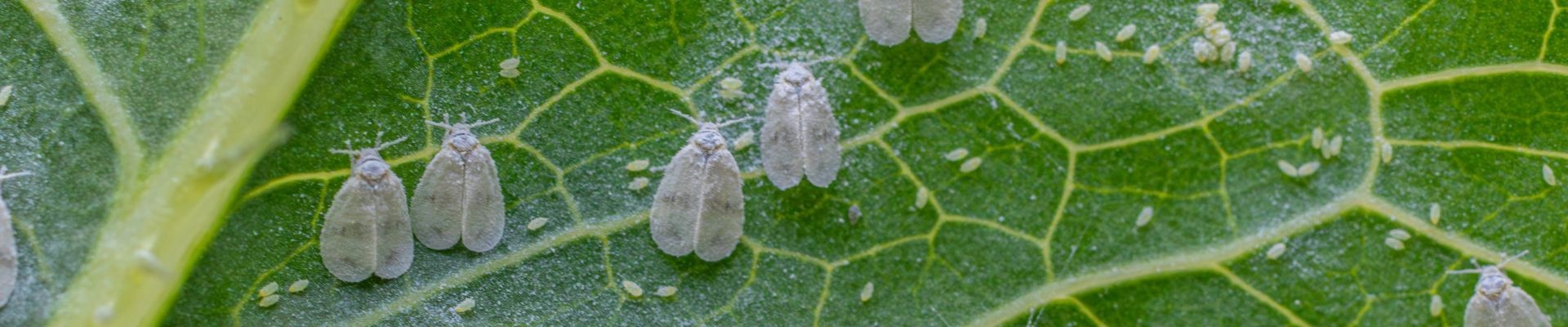 Insecticida para Mosca Blanca | Tratamiento y Productos Efectivos