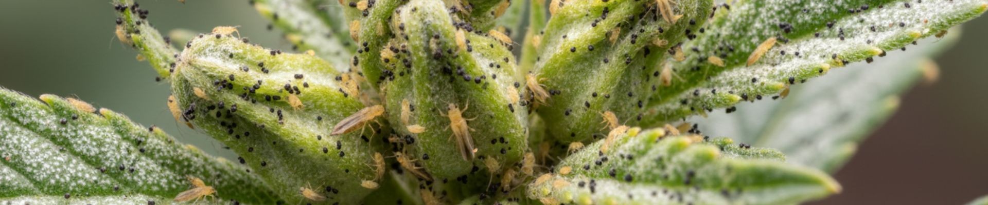 ¿Buscas el mejor Insecticida para Trips? | Productos y Tratamientos
