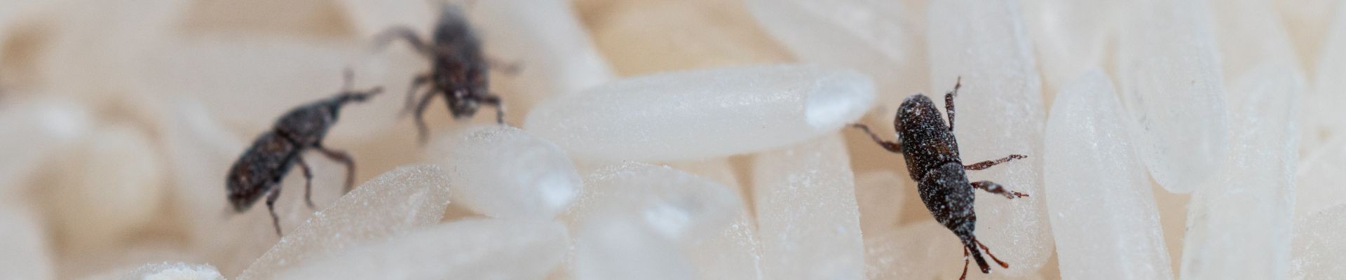 Insecticida para Gorgojos | Soluciones para Cocina y Jardín