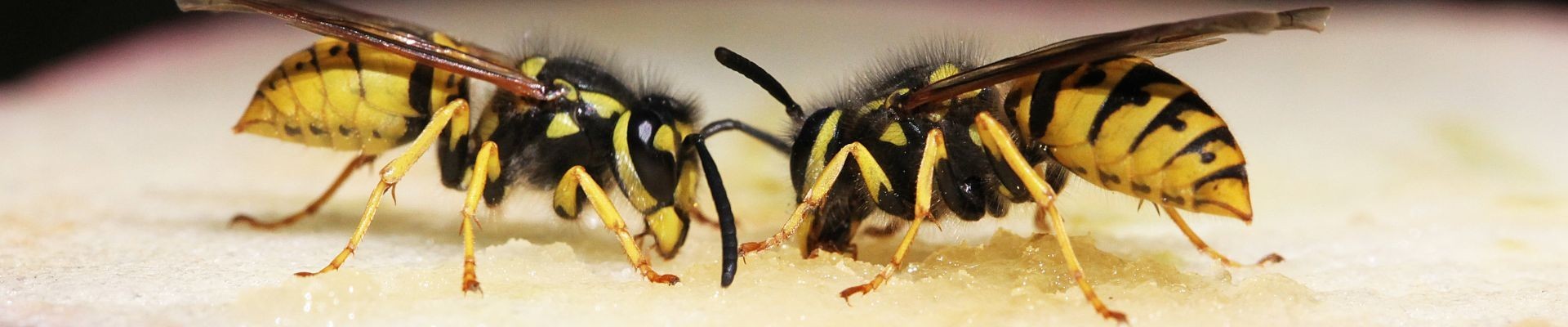 Comprar Mata Avispas | Spray, trampas y atrayente para jardín