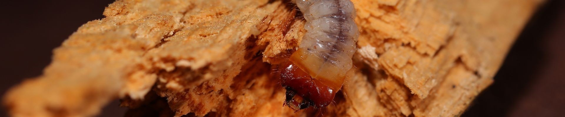 Tratamiento carcoma para madera | Anticarcoma para vigas y muebles