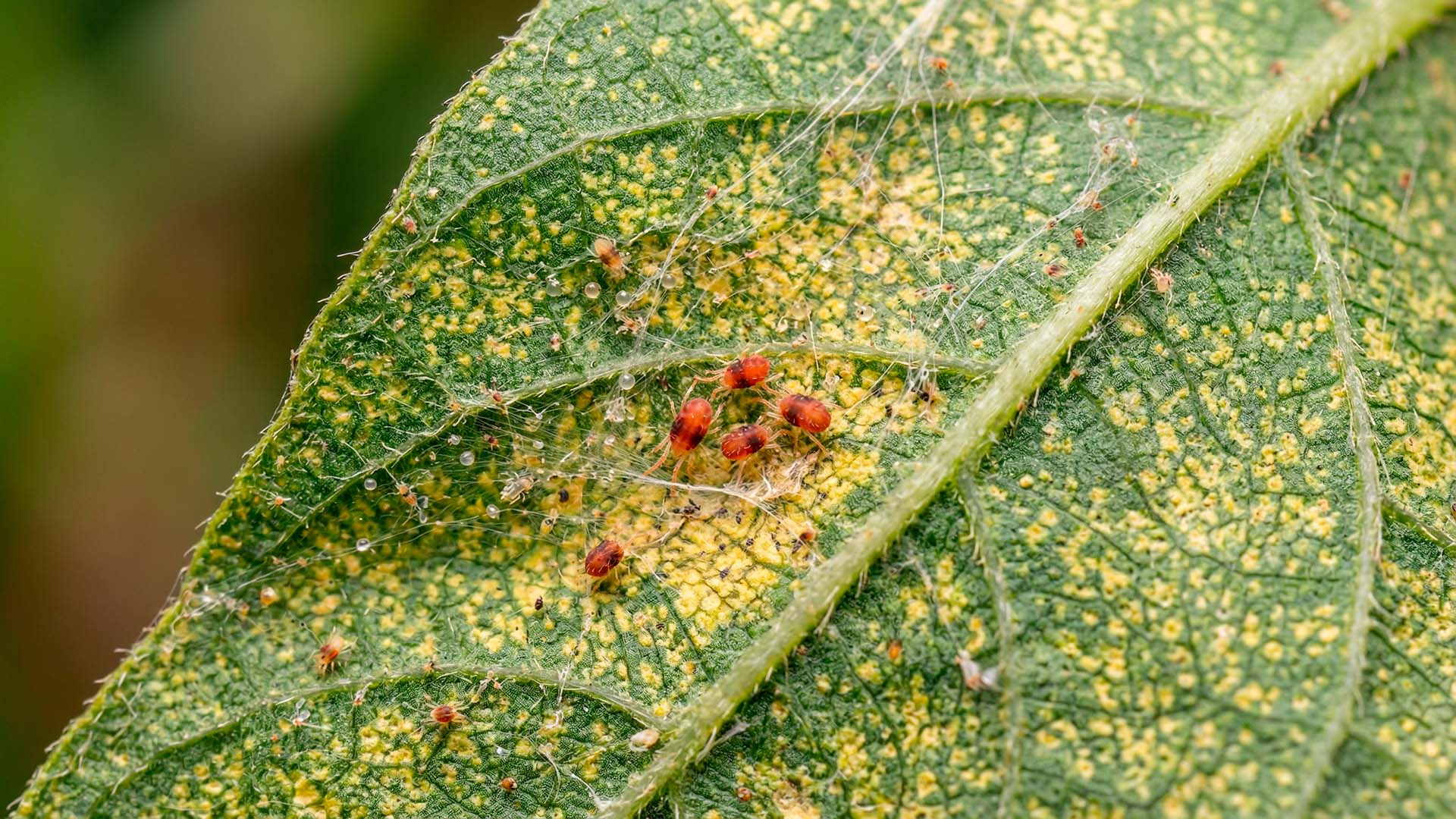 Acaricida