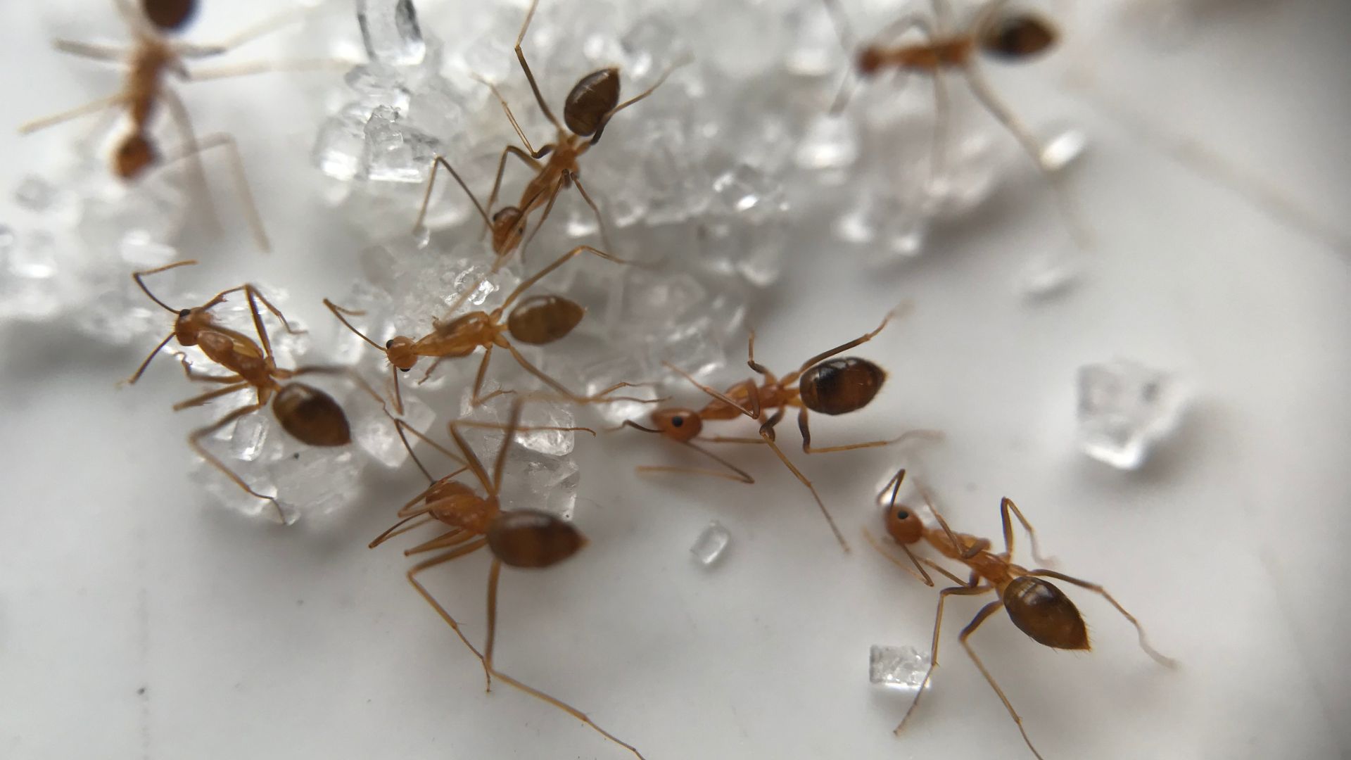 Antihormigas