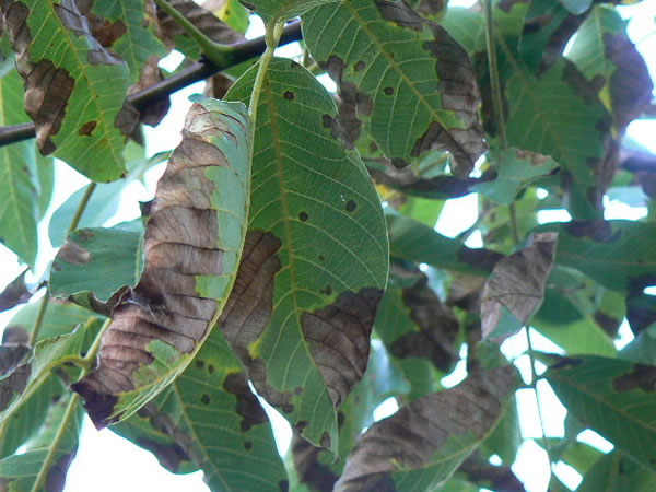 Enfermedad de Atracnosis atacando la hoja
