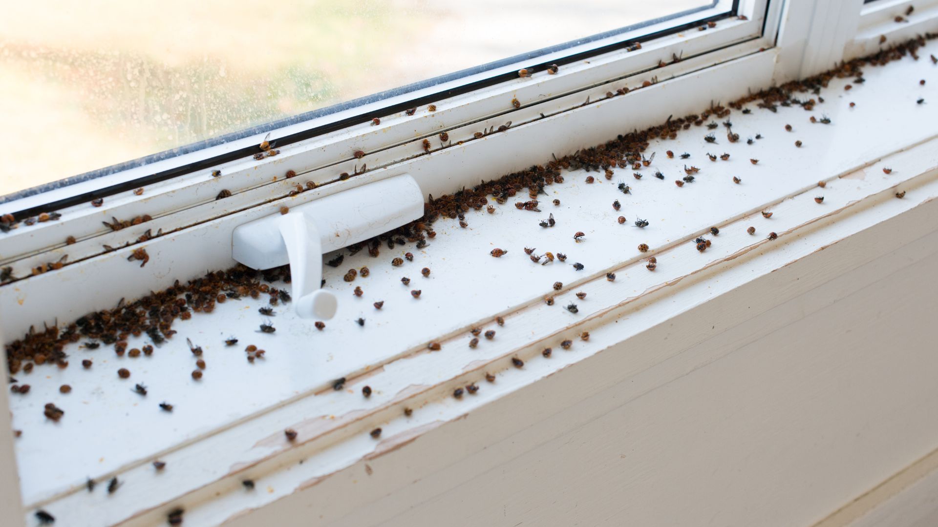 Insecticida Moscas
