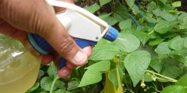 Fungicidas ecológicos