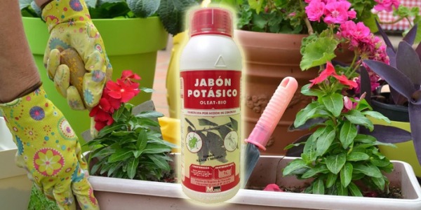 JABÓN POTÁSICO