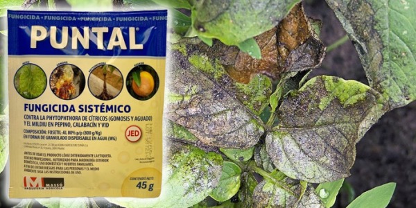 Tratamientos fungicidas contra antiamarronamiento