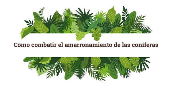 Cómo combatir el amarronamiento de las coníferas