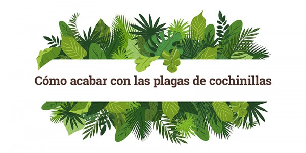 Cómo acabar con las plagas de cochinillas