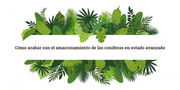 Cómo acabar con el amarronamiento de las coníferas en estado avanzado