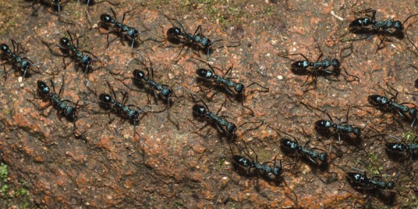 eliminar insectos: Paparrin