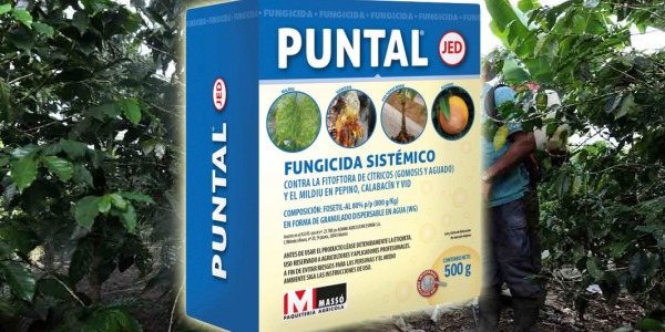 FUNGICIDA PUNTAL 500GRS